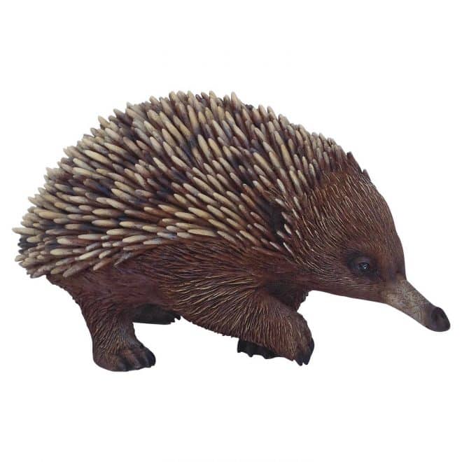 Echidna
