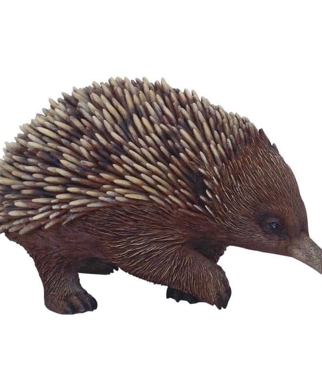 Echidna