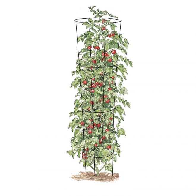 Tomato Trainer 133 - hammertone