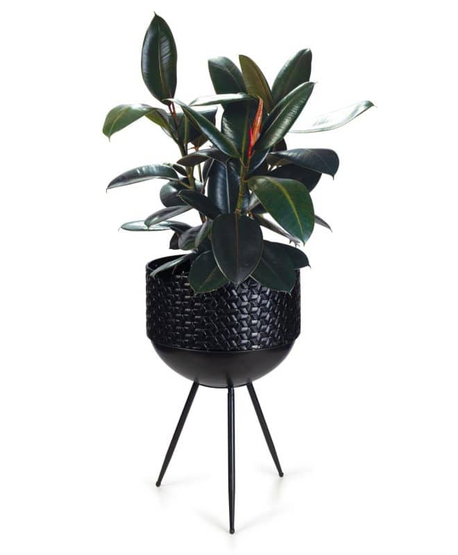 Luxe Bowl Planter on Legs