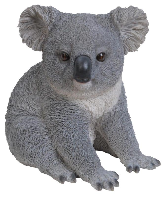 Koala Squatting