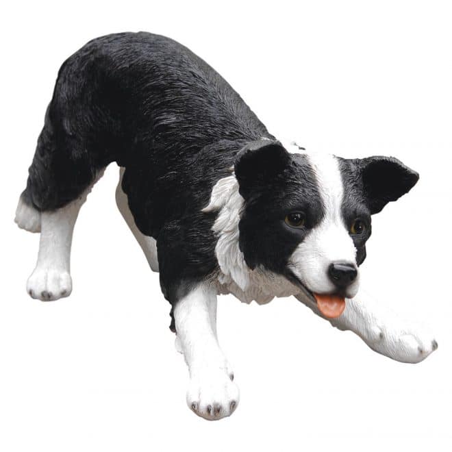 Sheepdog