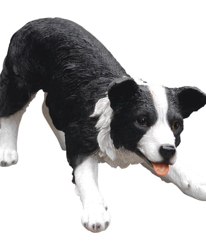 Sheepdog