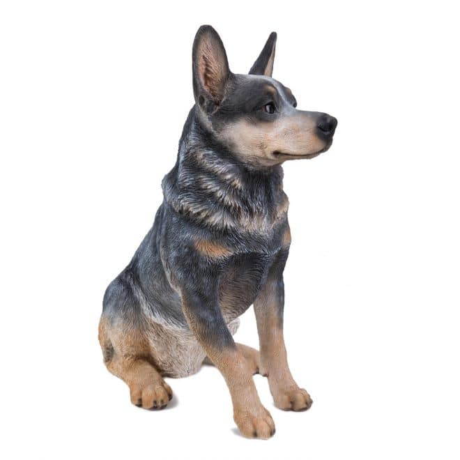 Blue Heeler - Sitting
