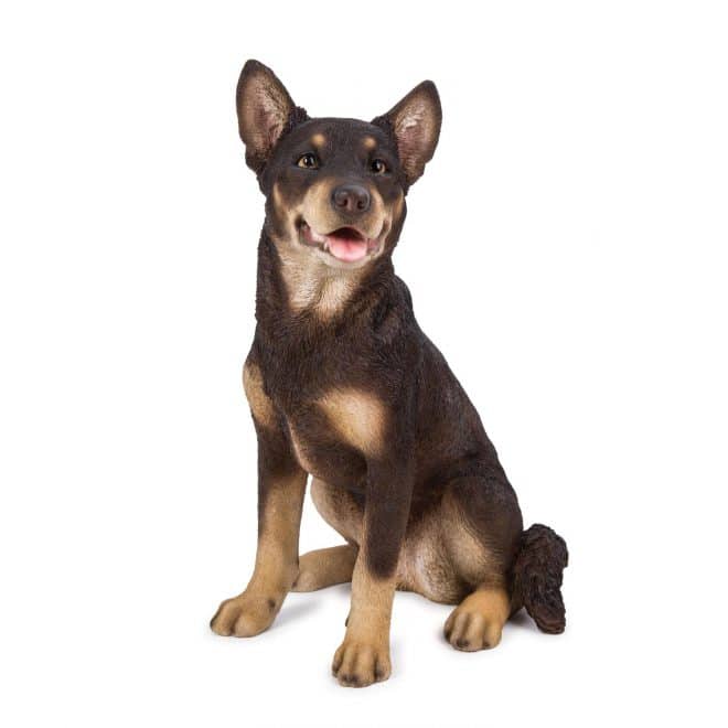 Red Kelpie - Sitting