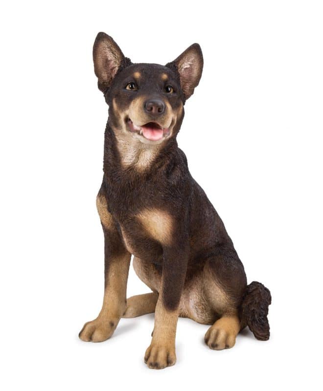 Red Kelpie - Sitting