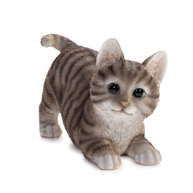 Kitten