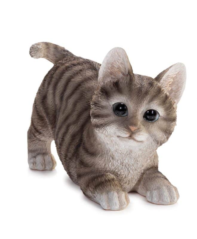 Kitten