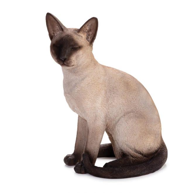 Siamese Cat Sitting