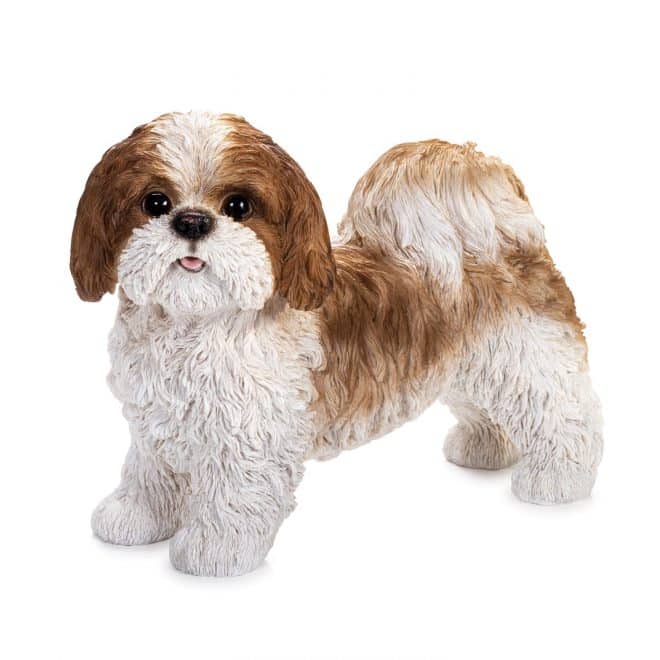 Shih Tzu Standing