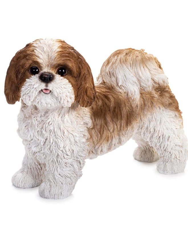 Shih Tzu Standing
