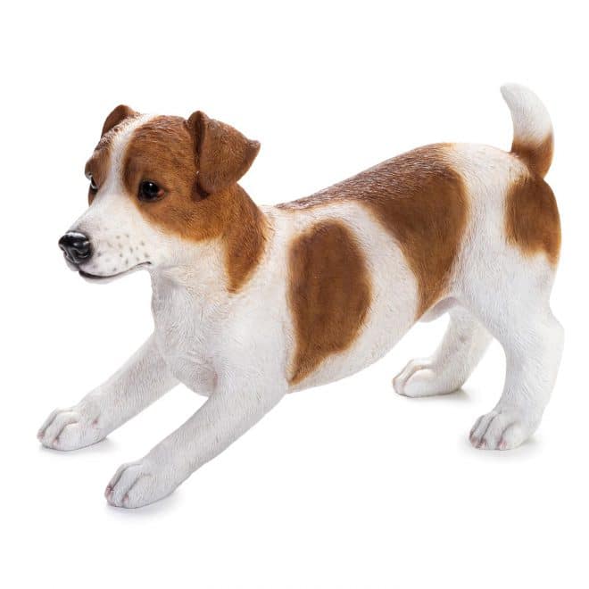 Jack Russell