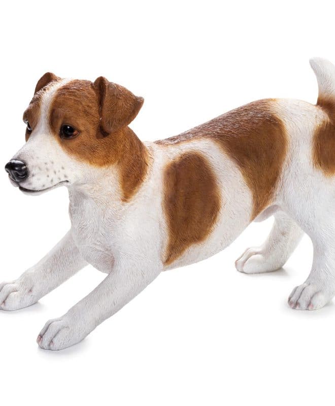 Jack Russell