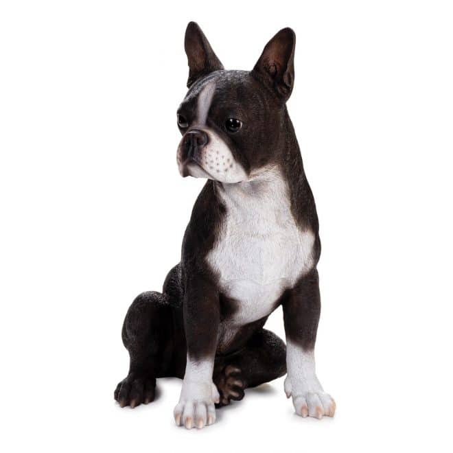 Large Boston Terrier Black & White