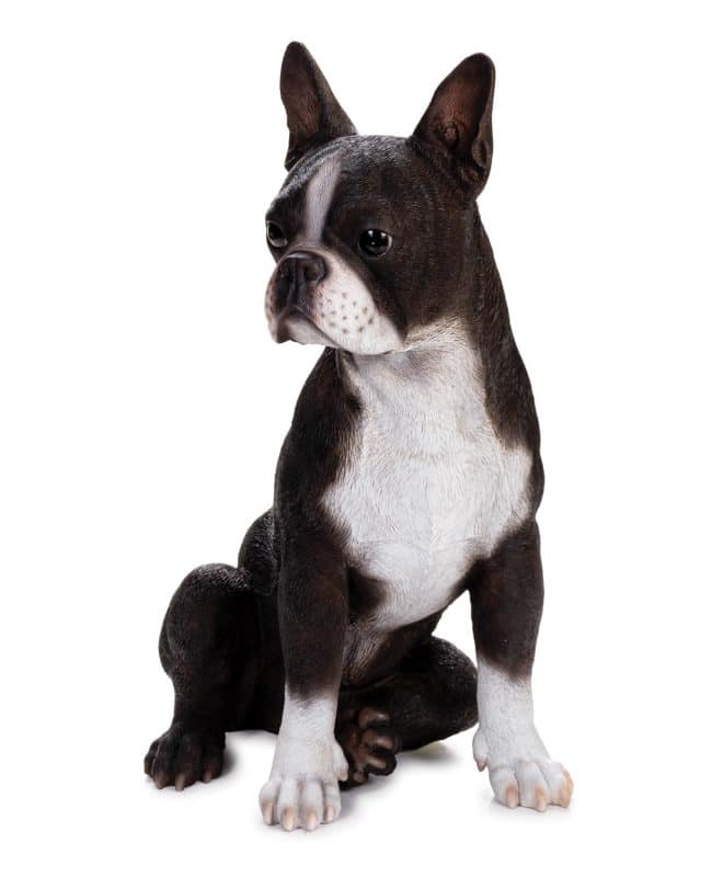 Large Boston Terrier Black & White