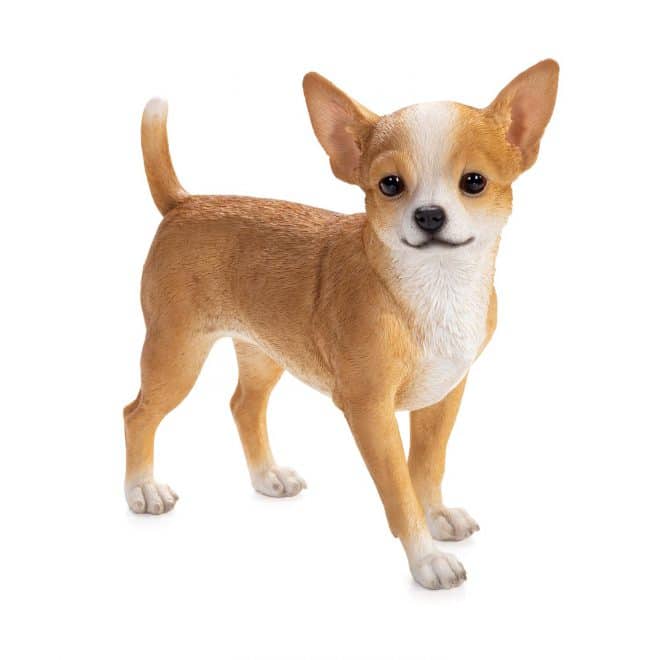 Chihuahua Standing