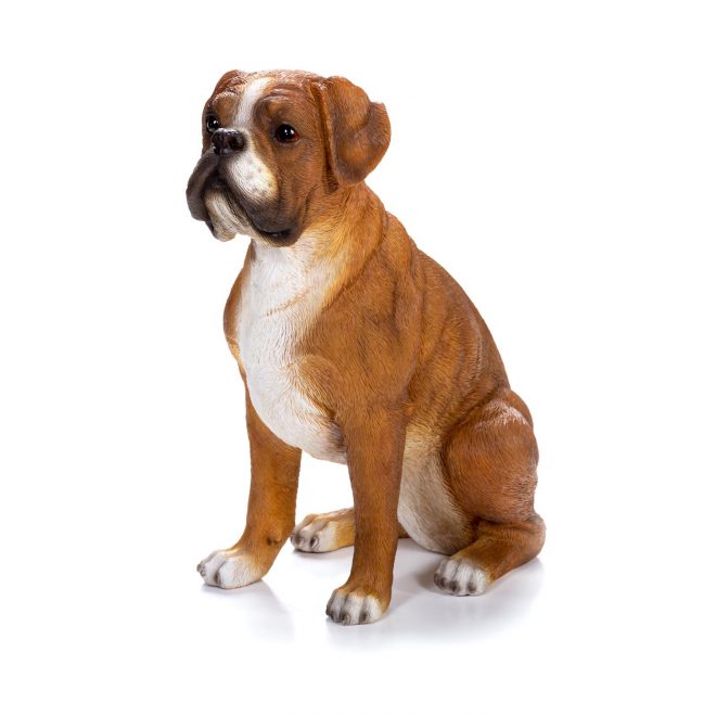 Medium Boxer Tan & White