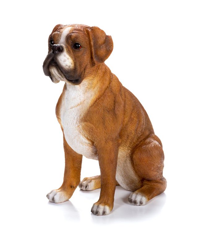 Medium Boxer Tan & White