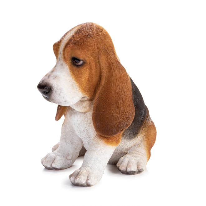 Basset Hound Puppy Brown & White