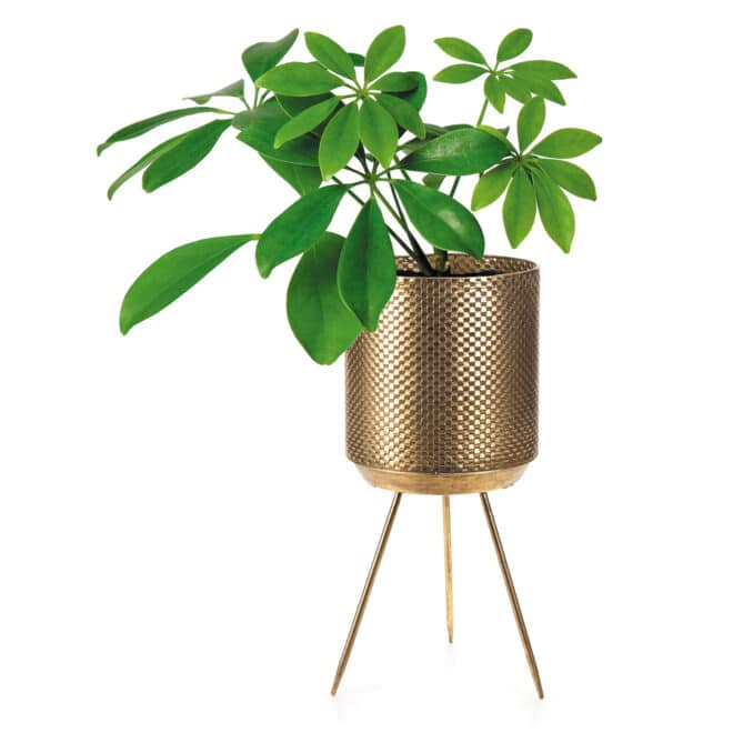 Squadra Planter on Legs 55cm - Gold Finish