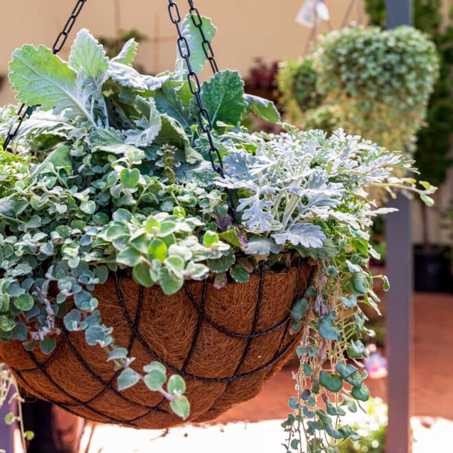 Premium Hanging Basket with Liner 60cm - Hammertone - Image 2