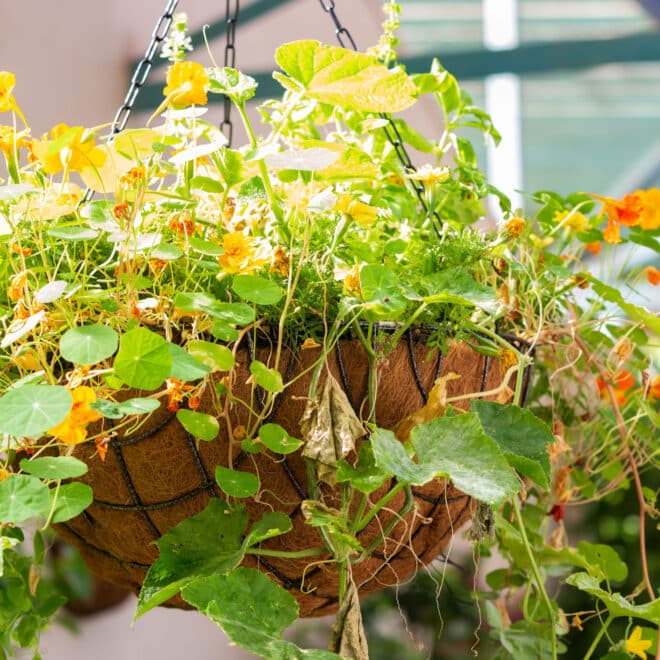 Premium Hanging Basket with Liner 50cm - Hammertone - Image 5