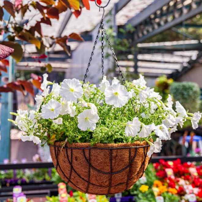 Premium Hanging Basket with Liner 50cm - Hammertone - Image 4