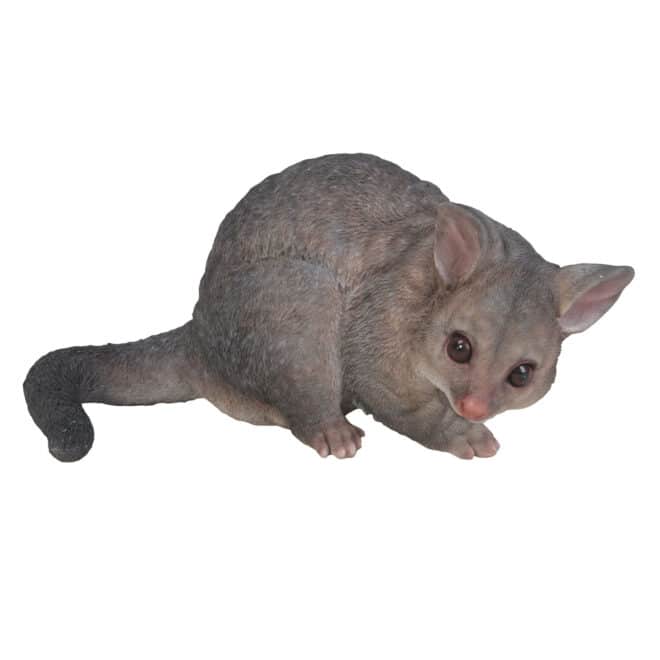 Possum