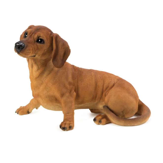 Dachshund Sitting - Brown - Image 2
