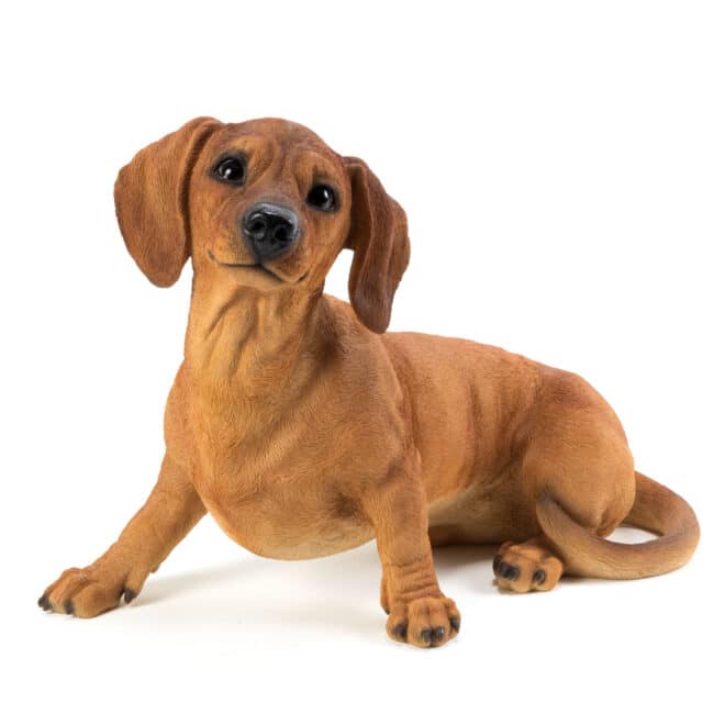 Dachshund Sitting - Brown