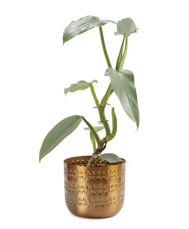 Daru 16.5cm