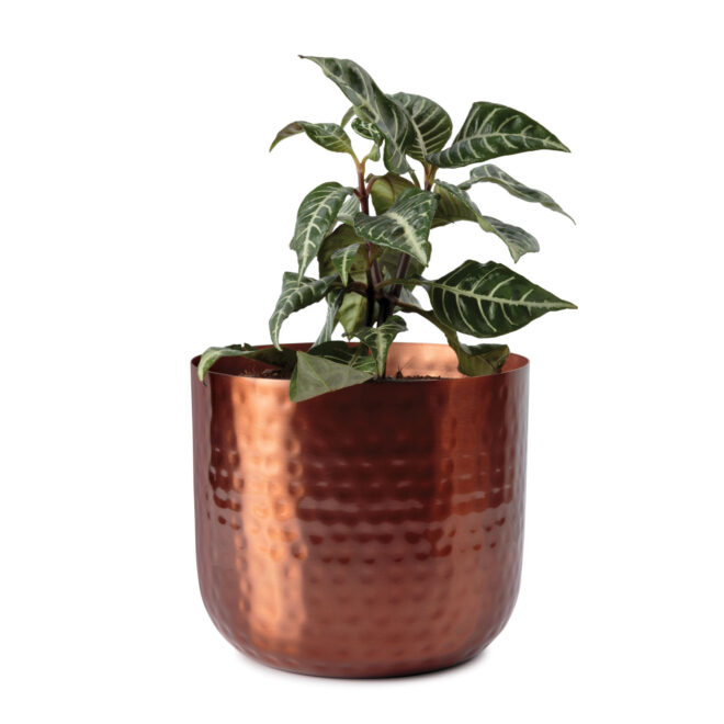Uttar 16.5cm