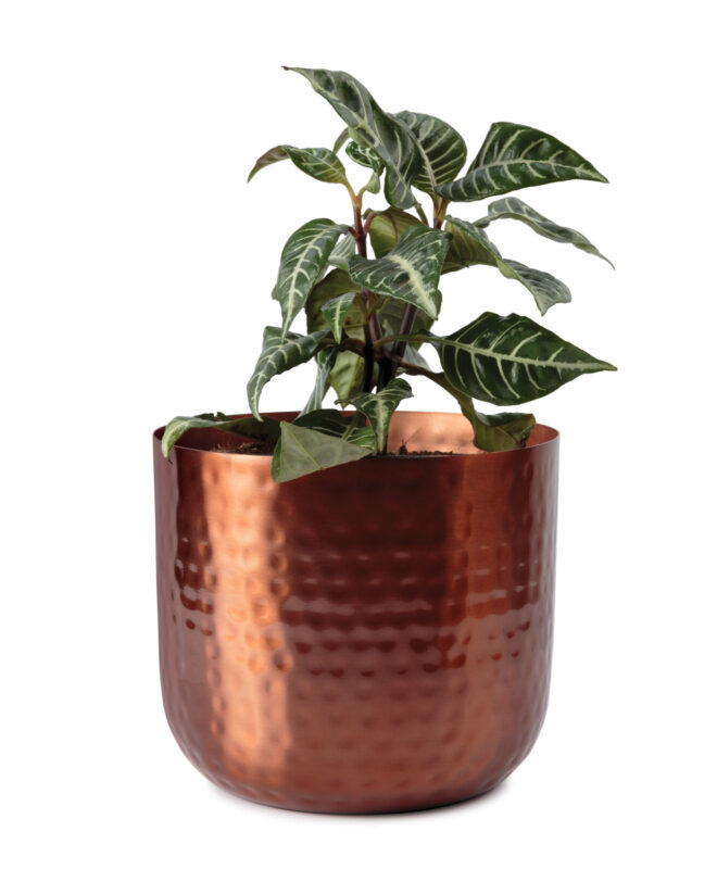 Uttar 16.5cm