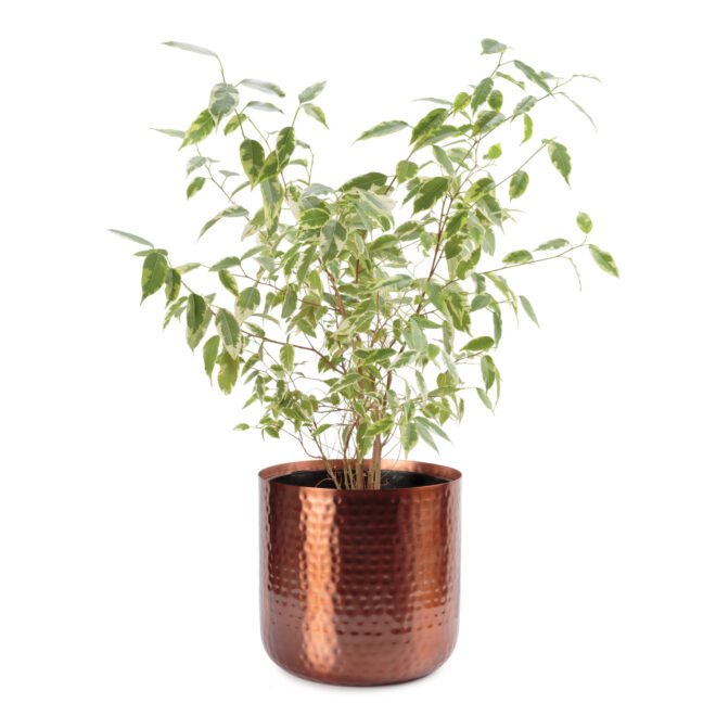 Uttar 21cm