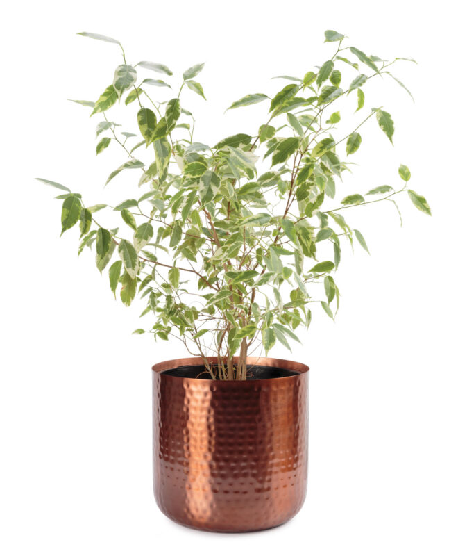 Uttar 21cm