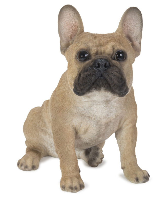 French Bulldog Sitting