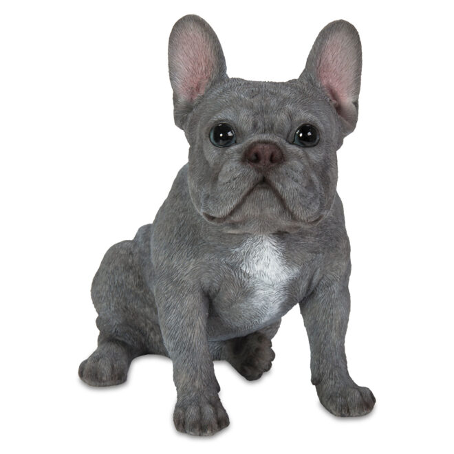 French Bulldog Sitting