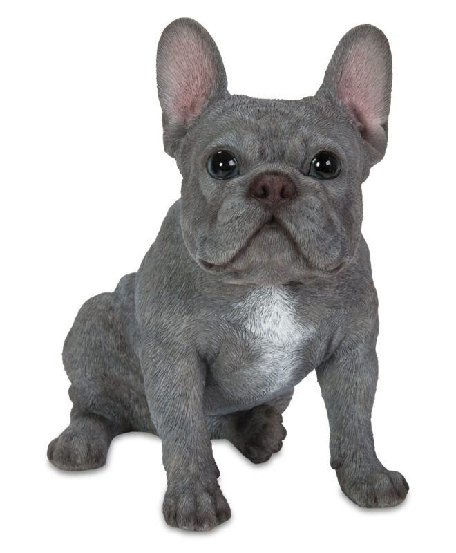 French Bulldog Sitting