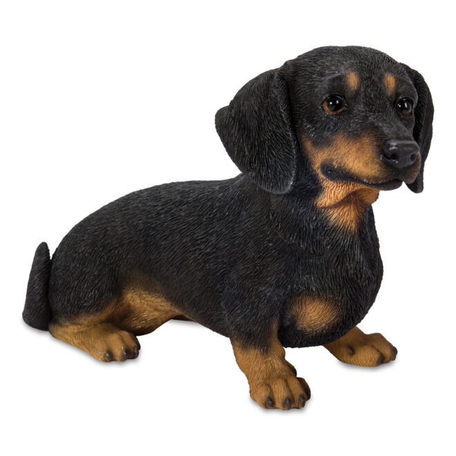 Dachshund Sitting - Black & Tan