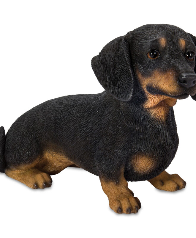 Dachshund Sitting - Black & Tan