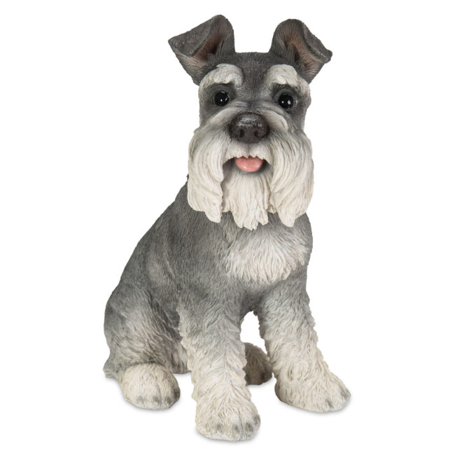 Schnauzer Sitting