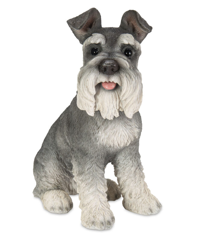 Schnauzer Sitting