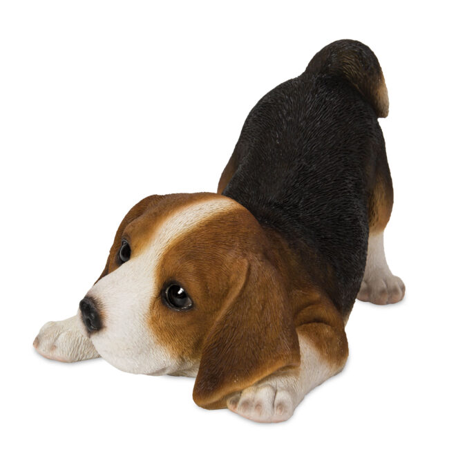 Beagle Laying