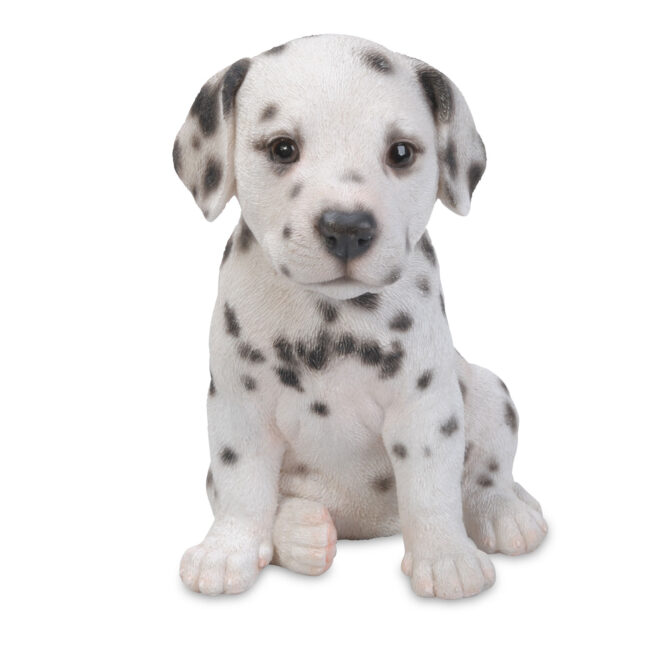 Dalmatian Sitting - Small