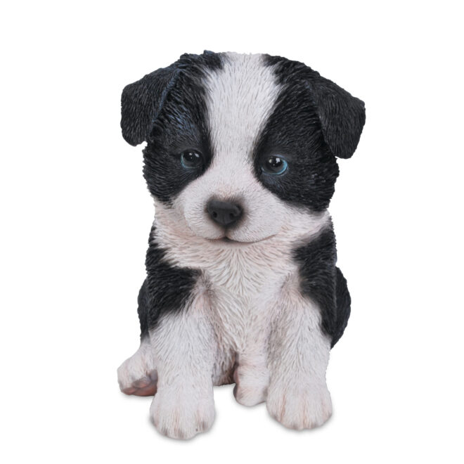 Border Collie Sitting - Small