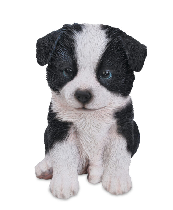 Border Collie Sitting - Small