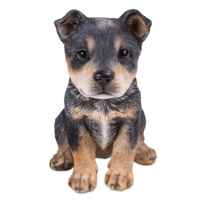Blue Heeler - Small