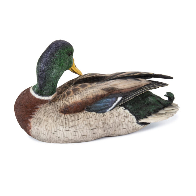 Wild Duck