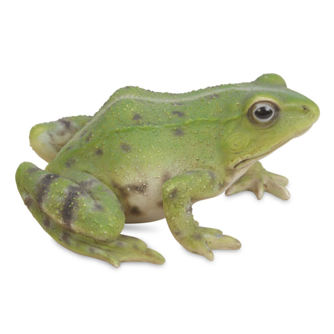 Green Frog Squatting - Small