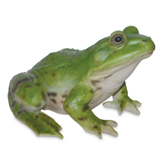 Green Frog Squatting - Medium
